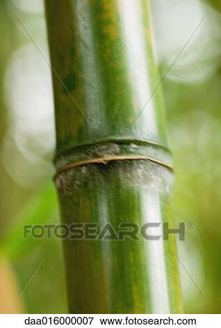 Stock Photo - Bamboo stalk, extreme close-up. Fotosearch