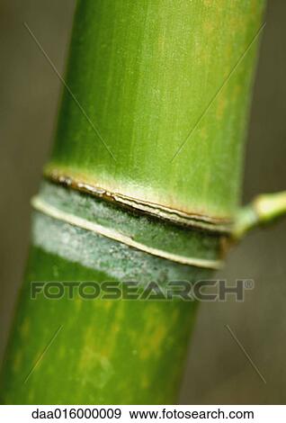 Stock Photo - Bamboo stalk, extreme close-up. Fotosearch