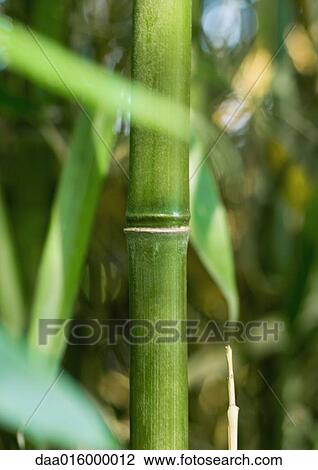 Bamboo stalk View Large Photo Image Stock Image - Bamboo stalk. Fotosearch