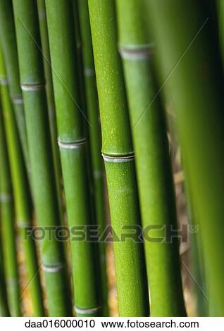 Bamboo stalks View Large Photo Image Stock Image - Bamboo stalks. Fotosearch