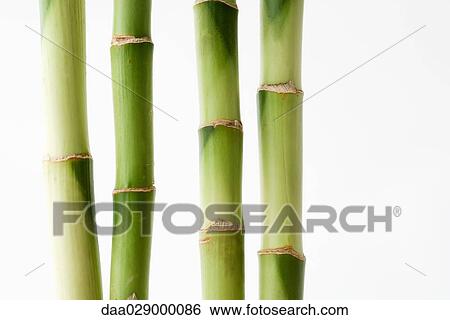 Bamboo stalks View Large Photo Image Stock Photograph - Bamboo stalks. Fotosearch