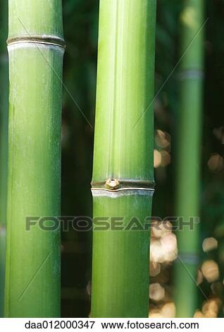 Bamboo stems, close-up View Large Photo Image Stock Photo - Bamboo stems, close-up. Fotosearch