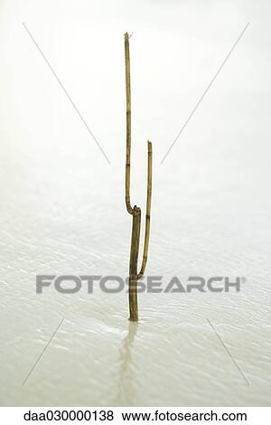 Bamboo stick in shallow water View Large Photo Image Stock Photo - Bamboo stick in shallow water. Fotosearch