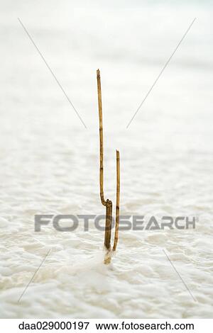 Stock Photo - Bamboo stick partially submerged by high tide. Fotosearch