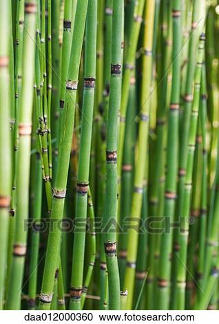 Bamboo View Large Photo Image Stock Image - Bamboo. Fotosearch