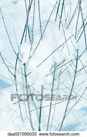 Bare branches emerging from snow View Large Photo Image Stock Image - Bare branches emerging from snow. Fotosearch
