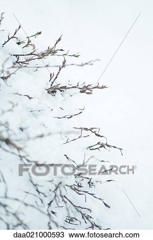 Bare branches in snow View Large Photo Image Stock Image - Bare branches in snow. Fotosearch