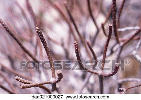 Bare branches View Large Photo Image Stock Photo - Bare branches. Fotosearch