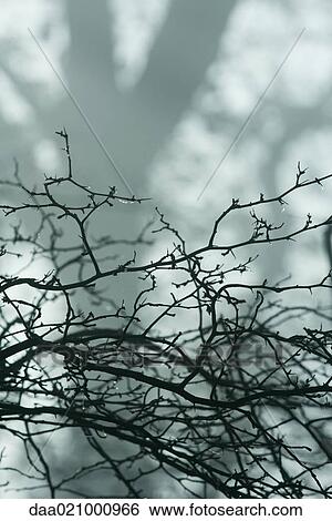 Stock Photograph - Bare branches. Fotosearch
