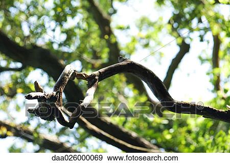 Bare tree branch, close-up, focus on foreground View Large Photo Image Stock Photo - Bare tree branch, close-up, focus on foreground. Fotosearch