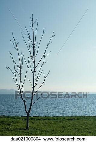Bare tree by edge of water View Large Photo Image Picture - Bare tree by edge of water. Fotosearch