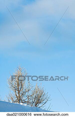 Bare trees in snow, low angle view View Large Photo Image Stock Photograph - Bare trees in snow, low angle view. Fotosearch