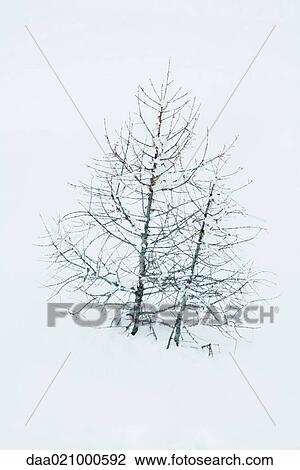 Bare trees in snow View Large Photo Image Stock Image - Bare trees in snow. Fotosearch