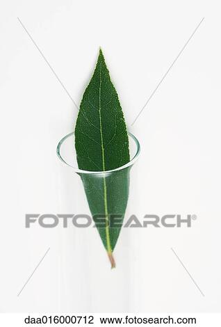 Stock Image - Bay leaf coming out of test tube. Fotosearch