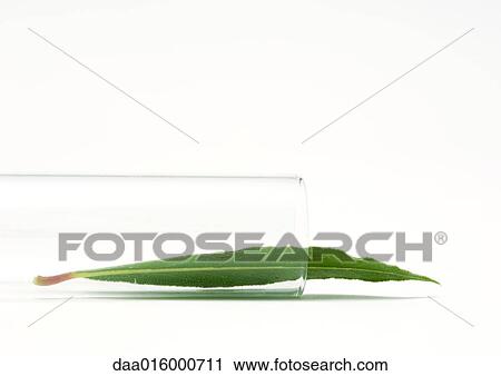 Bay leaf falling out of test tube View Large Photo Image Stock Image - Bay leaf falling out of test tube. Fotosearch