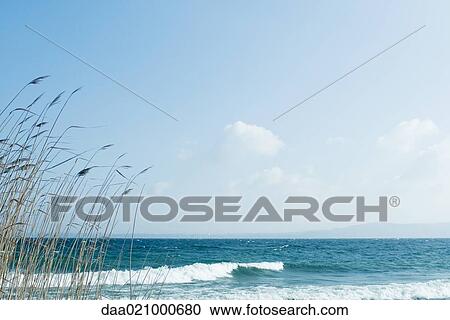 Beach with grasses growing in foreground View Large Photo Image Stock Image - Beach with grasses growing in foreground. Fotosearch