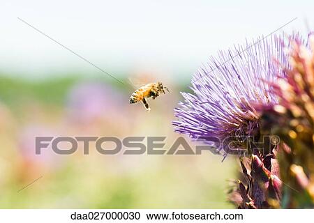 Bee flying toward thistle flower View Large Photo Image Stock Image - Bee flying toward thistle flower. Fotosearch
