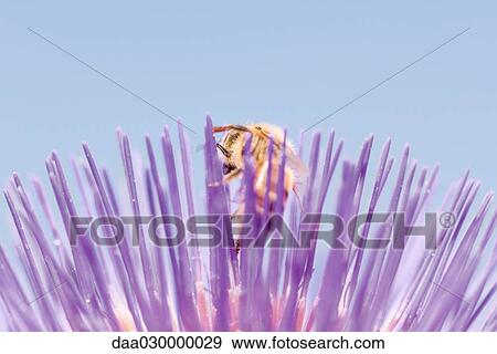 Bee gathering pollen from flower, close-up View Large Photo Image Stock Photo - Bee gathering pollen from flower, close-up. Fotosearch