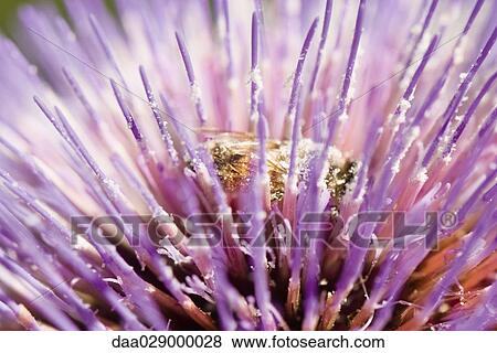 Bee gathering pollen on thistle, close-up View Large Photo Image Stock Photo - Bee gathering pollen on thistle, close-up. Fotosearch