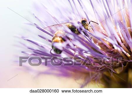 Bee on thistle flower, extreme close-up View Large Photo Image Stock Image - Bee on thistle flower, extreme close-up. Fotosearch