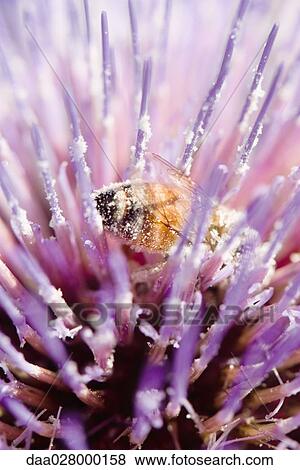 Bee on thistle flower, extreme close-up View Large Photo Image Stock Photo - Bee on thistle flower, extreme close-up. Fotosearch