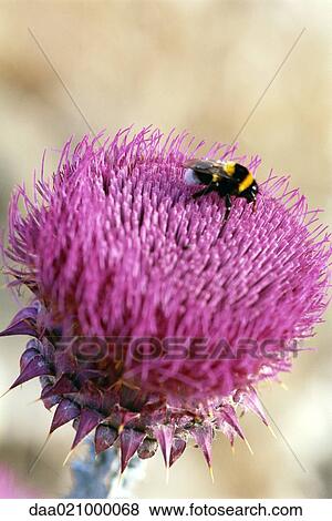 Bee on thistle View Large Photo Image Stock Photo - Bee on thistle. Fotosearch