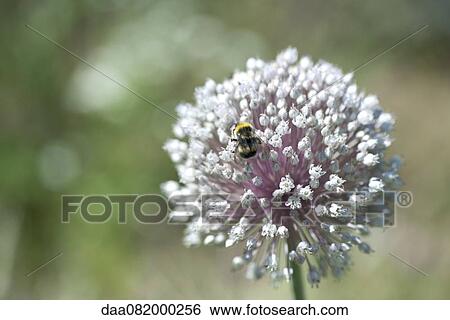 Bee perching on flower View Large Photo Image Stock Photograph - Bee perching on flower. Fotosearch