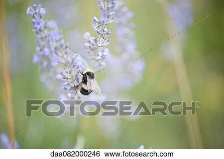 Stock Photograph - Bee perching on flowers. Fotosearch