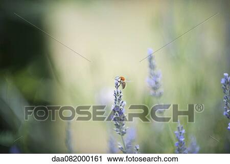 Bee perching on lavender flowers View Large Photo Image Stock Image - Bee perching on lavender flowers. Fotosearch