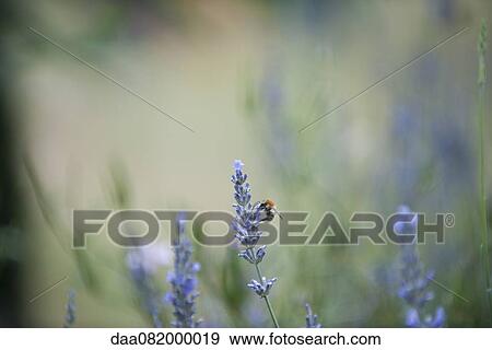 Bee perching on lavender flowers View Large Photo Image Stock Photo - Bee perching on lavender flowers. Fotosearch