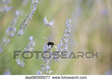 Bee polinating lavender flowers View Large Photo Image Stock Photo - Bee polinating lavender flowers. Fotosearch