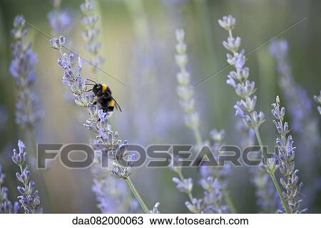 Bee pollinating lavender flowers View Large Photo Image Stock Image - Bee pollinating lavender flowers. Fotosearch