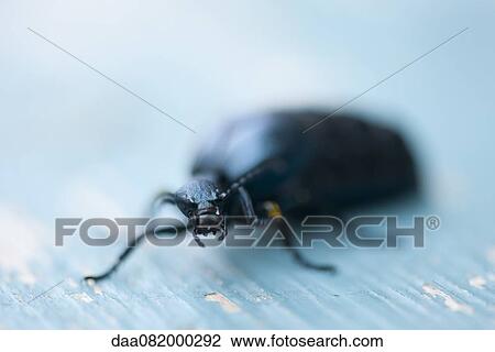 Beetle View Large Photo Image Stock Image - Beetle. Fotosearch