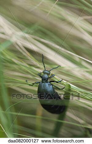 Beetle View Large Photo Image Stock Photo - Beetle. Fotosearch
