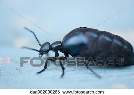 Beetle View Large Photo Image Stock Photography - Beetle. Fotosearch
