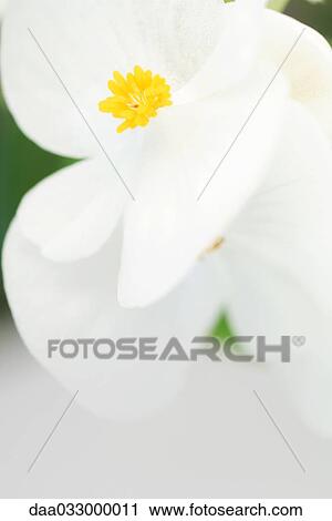 Stock Image - Begonia blossom, close-up. Fotosearch