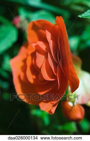 Begonia flower, close-up View Large Photo Image Picture - Begonia flower, close-up. Fotosearch