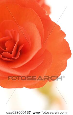 Stock Photo - Begonia flower, close-up. Fotosearch