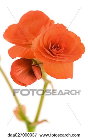 Begonia flowers on white background View Large Photo Image Stock Photo - Begonia flowers on white background. Fotosearch