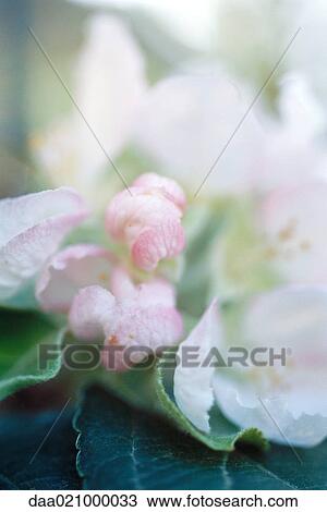 Begonia View Large Photo Image Stock Image - Begonia. Fotosearch