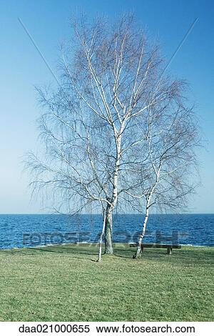 Bench and trees by edge of lake View Large Photo Image Stock Photography - Bench and trees by edge of lake. Fotosearch