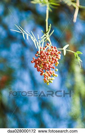 Berries View Large Photo Image Stock Image - Berries. Fotosearch