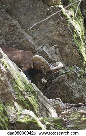 Stock Photography - Bighorn sheep. Fotosearch