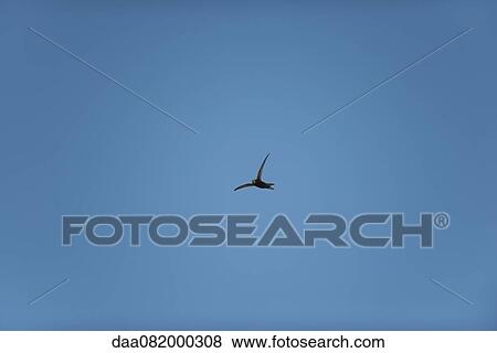 Bird flying in blue sky View Large Photo Image Stock Photo - Bird flying in blue sky. Fotosearch