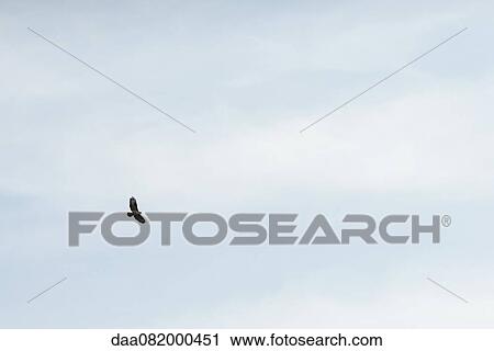 Stock Image - Bird flying in sky. Fotosearch