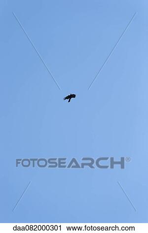Bird flying in the sky View Large Photo Image Stock Image - Bird flying in the sky. Fotosearch