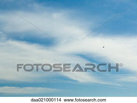 Bird flying through sky View Large Photo Image Picture - Bird flying through sky. Fotosearch