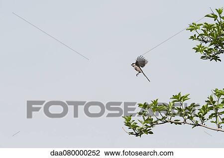 Bird in mid-flight View Large Photo Image Stock Image - Bird in mid-flight. Fotosearch