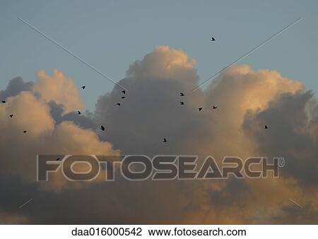 Stock Image - Birds flying in sky, clouds in background. Fotosearch