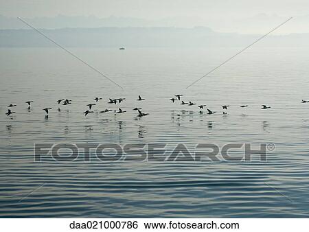 Birds flying over surface of water View Large Photo Image Stock Photograph - Birds flying over surface of water. Fotosearch